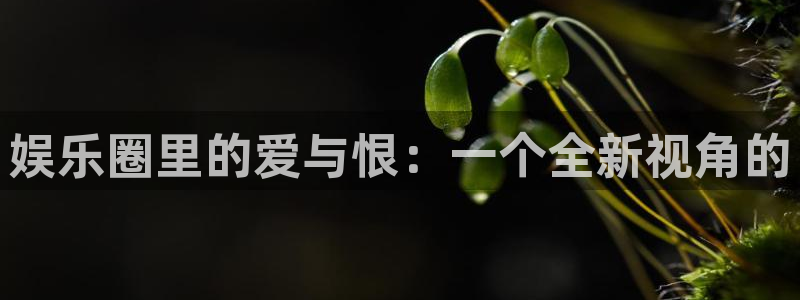 安信12最新版本更新内容：娱乐圈里的爱与恨：一个全新视角的